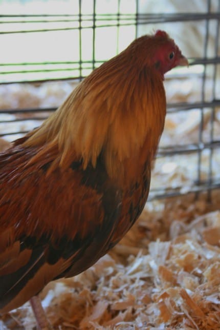 File photo of a chicken.