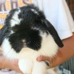 A cute Holland lop rabbit. 