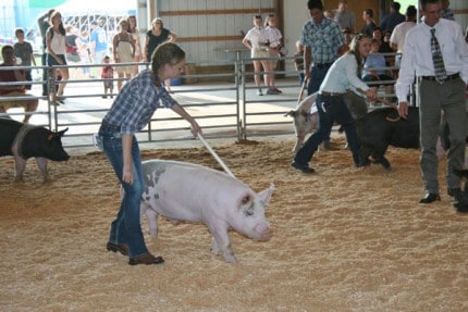 Pig senior showmanship class. 