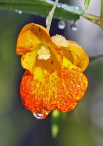 Courtesy photo. Jewelweed covered in dew.
