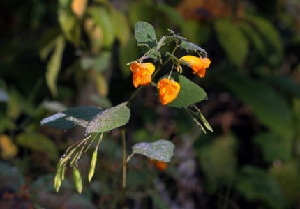 Courtesy photo. Jewelweed flowers and seeds.