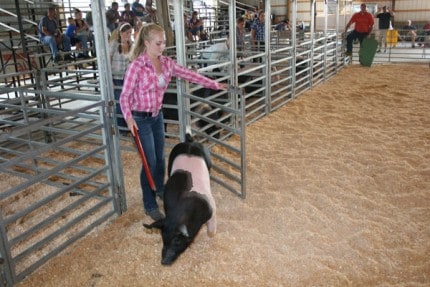 Another scene from the pig senior showmanship. 