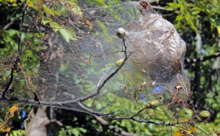 Courtesy photo. Colony of web worms on the branch of a hickory tree.