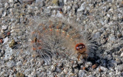 Courtesy photo by Tom Hodgson. Fall web worm caterpillar.