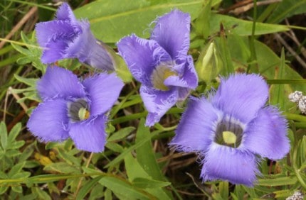 Photo by Tom Hodgson. Fringed gentian bloom group. 
