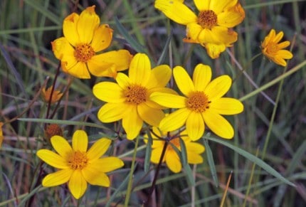 Photo by Tom Hodgson. One of the many species of bidens in the fen.