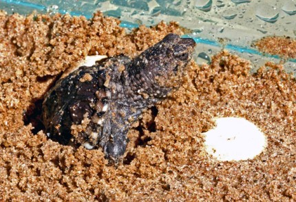 Courtesy photo by Tom Hodgson of a snapping turtle hatching at the Discovery Center. 