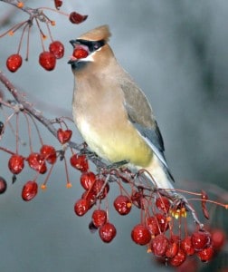 Courtesy photo. Cedar waxwings will be feasting on crab apples this winter.