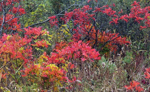 Fall Foliage To Enjoy From A Distance Chelsea Update Chelsea Michigan News,How Much Is A 1964 Quarter Worth Today