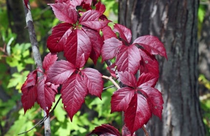 Courtesy photo. Virginia creeper has five leaves in a cluster.