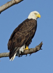 Courtesy photo. Adult bald eagle in Jackson County. 