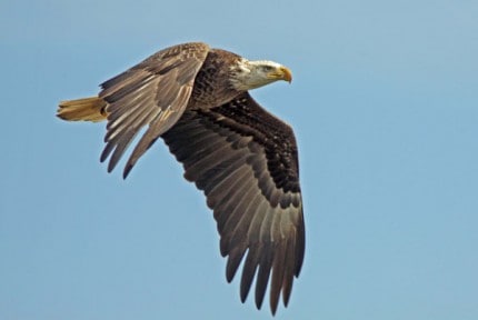 Courtesy photo. Bald eagle in flight. 