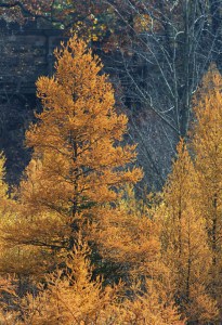 Photo by Tom Hodgson.  Fall tamaracks look like golden Christmas trees.