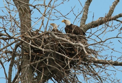 Courtesy photo. Bald eagle nest in Jackson County. 