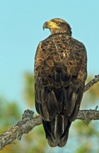 Courtesy photo. Immature bald eagle.
