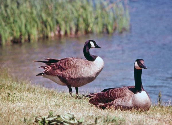 Getting my ducks in a row - Lodge wildlife and Canadiana