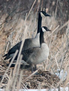 Courtesy photo. Canada geese often nest on muskrat lodges in local wetlands.