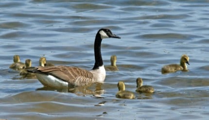 Courtesy photo. Canada goose and goslings.