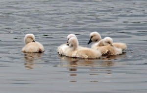 Courtesy photo. Mute swan cygnets.