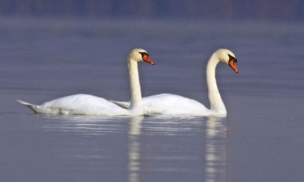 Courtesy photo. Mute swans. Note the orange bills. 