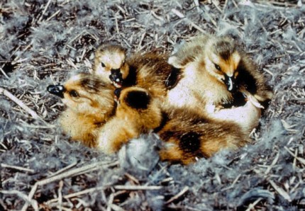 Courtesy photo. Seventy percent of goose hatchlings will survive to adulthood.