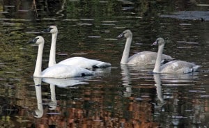 Courtesy photo. Trumpeter swans. Note black bill.