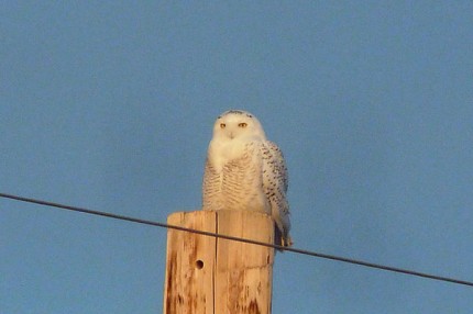 Courtesy photo by Don Henise. Adult female snowy owl perched on a power pole.