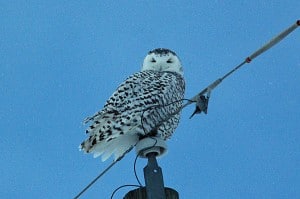 Courtesy photo by Don Henise. First year owl perched on a power line.