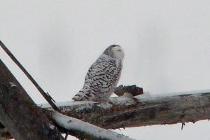 Courtesy photo. First year or female snow owl. 