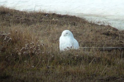 Courtesy photo by Don Henise. Male snowy owl.