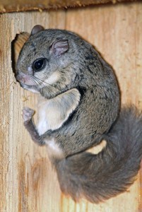 Courtesy photo. Southern flying squirrel in a bluebird nest box. 