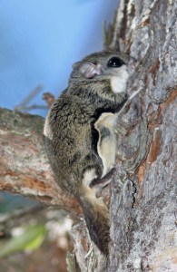 Courtesy photo. Southern flying squirrel in tree trunk.