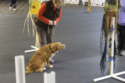 Photo by Alan Scafuri. Yikes. Buzz meets a scarecrow at his first obedience match during the holidays. 