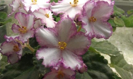 Courtesy photo of a strawberry spinner African Violet.
