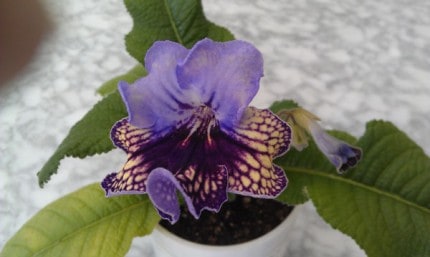 Courtesy photo. Streptocarpus 5-inch harlequin lace.