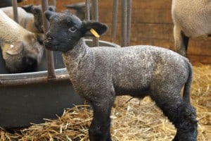 Little lamb.