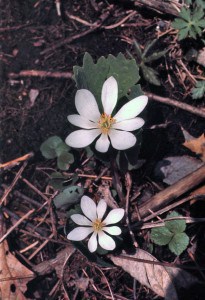 Photo by Tom Hodgson. Bloodroot.