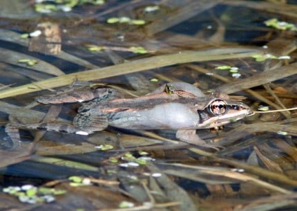 Photo by Tom Hodgson. Wood frog with vocal sacks expanded.