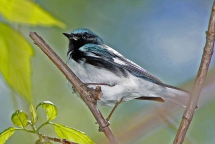 Photo by Tom Hodgson. Black-Throated Blue Warbler.