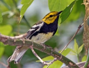 Photo by Tom Hodgson. Black Throated Green Warbler. 