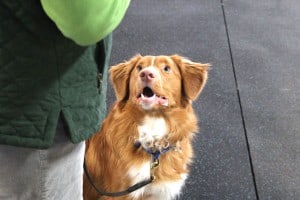 Get your dog's teethBuzz looks up at me adoringly during obedience class. 