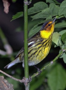 Phot by Tom Hodgson. Cape May Warbler.