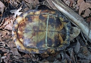 Photo by Tom Hodgson. Eastern box turtle showing closed lower shell.