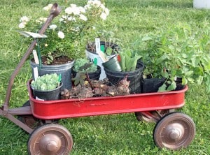 Someone picked out some lovely plants at the Chelsea Area Garden Club plant sale. 