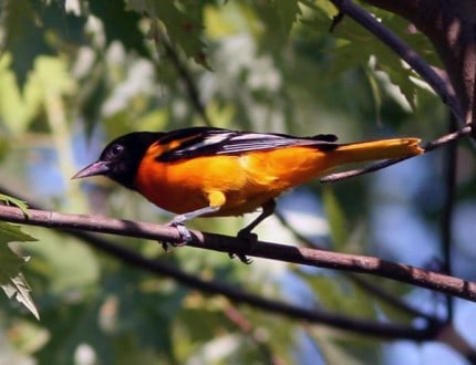 Photo by Tom Hodgson. Male Baltimore oriole.