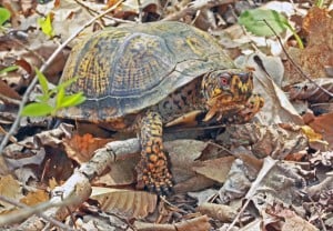 Photo by Tm Hodgson. Male Eastern Box Turtle.