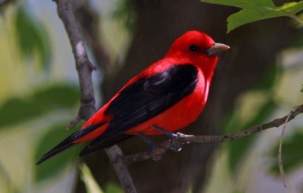 Photo by Tom Hodgson. Scarlet tanager.