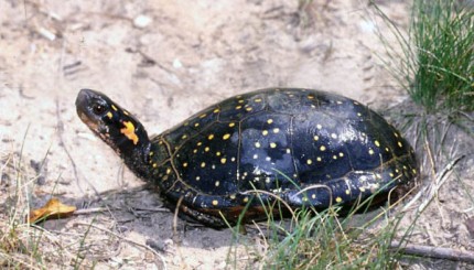 Photo by Tom Hodgson. Spotted turtle.