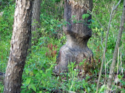 Photo by Ross Richardson. Beaver marks on a tree.