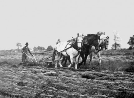 Early farm scene with horses from the State Archives.
